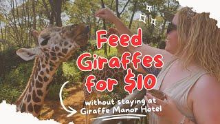 Feed Giraffes for $10 at the GIRAFFE CENTRE in Nairobi, Kenya