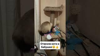 Отвезли кота к бабушке  #блогер #животные #cat #юмор #кот
