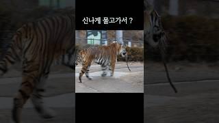 뒤뚱뒤뚱 물고서 #tiger #백두대간수목원 #태범