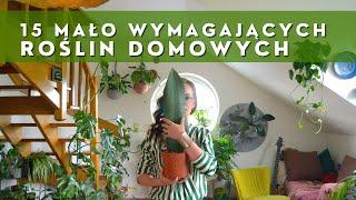 15 mało wymagających CIEKAWYCH roślin domowych  Domowa dżungla  cz.1