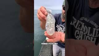 海裡這種完全透明的動物，樽海鞘，你見過嗎 #漲知識 #動物科普 #動物世界 #樽海鞘