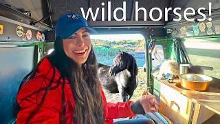 Overnight Island Truck Camping with Wild Horses