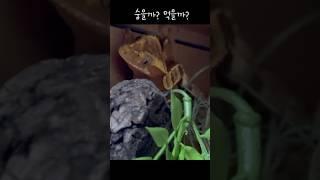 바나나에게 반하나