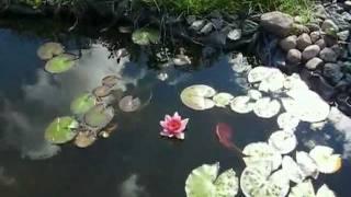 Стиль моего пруда.  Мy Garden Pond Style