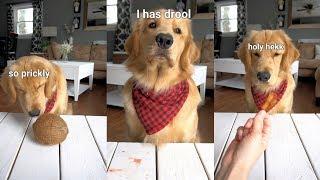 ASMR Dog Reviewing Different Types of Food - Tucker Taste Test 8