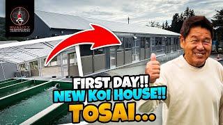 NEW KOI HOUSE!!! CHECK TOSAI...