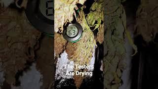 Fast Buds Testers Drying & Surprise on Reddit #shorts #its420somewhere