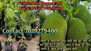 Vietnam Super Early Jackfruit Plant || वियतनाम सुपर अर्ली कटहल का पौधा || Hybrid full information