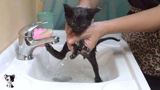 An amazingly adorable first bath for the tiny kitten