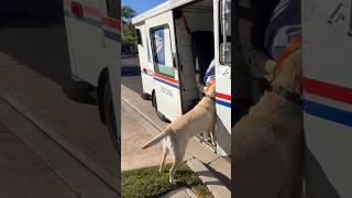Dog Performing Her Daily Mail Truck Inspection #funny #cute #adorable #dog