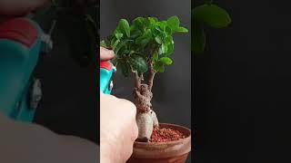 Pruning Back Ginseng Ficus #pruning #ficus #ficusbonsai