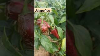 Jalapeños Bueno