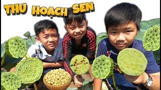 Tony | Dẫn Team Đi Hái Sen Ngoài Ruộng - Collect Lotus Seed-pod