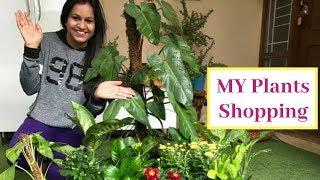 My new Plants shopping||Plants shopping with price details||Indoor plants shopping