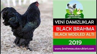 Yeni Damızlıklar -  Black Brahma (Moddled Altı) - www.brahmasustavuklari.com