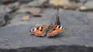 A pair of Small Tortoiseshell Aglais urticae butterflies in shawforth, whitworth.