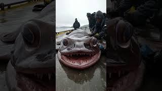 Terrifying Discovery: Fishermen Catch a Beast from the Abyss