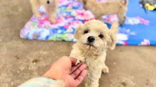 After I adopted the stray dog and her puppies, the mother dog was really grateful to me. 