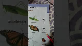 KG Book Science Topic INSECTS