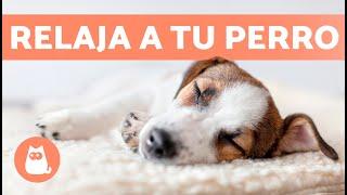 MÚSICA para PERROS con ANSIEDAD  ¡Relaja a tu Perro Nervioso o Inquieto! 