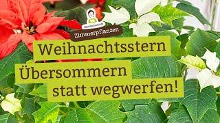 Lass ihn weiterleben! Weihnachtsstern übersommern, neue Blüten zum nächsten Weihnachtsfest!