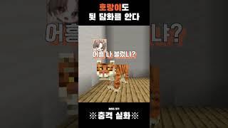 옛날 속담이 틀리지 않은 증거 #호랑이 #범이요 #영월 @범이요 @yeong-wol