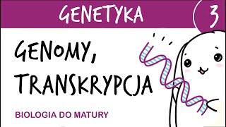 Genetyka 3  Genomy - porównanie, transkrypcja - matura z biologii rozszerzona, liceum