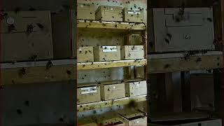 Разведение шмелей: Шмели для опыления - Земляной Шмель (Bombus terrestris) #опыление #shorts
