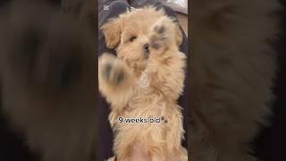 Before & After‼️cute Maltipoo puppy growing up video #dog #puppy #cute #puppies #maltipoo #short