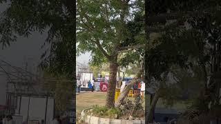 This tree is full of natural lights, and many people come to wear it#allah #azanali #literature#tree