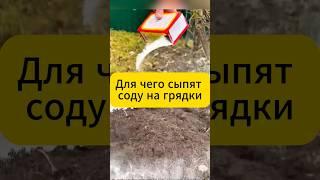 Для чего сыпят соду на грядки! #огород #дача #советы #сода #подкормка #вредители #муравьи #слизни