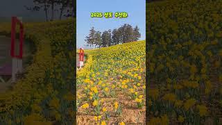 2025 선도 수선화, #2025선도수선화, #수선화, #수선화축제, #2025, #신안, #1004,