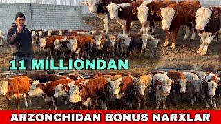 MUXAMMADJON ARZONCHIDAN BONUS NARXLAR ZODLI BUQALAR SUV TEKIN NARXLARDA