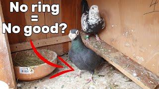 Why do some of my pigeons not have bands?