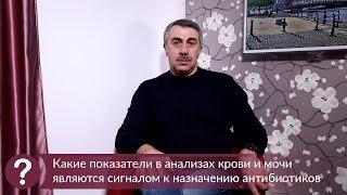 Какие показатели в анализах крови и мочи являются сигналом к назначению антибиотиков - Комаровский