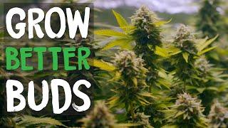 Top 5 Grow Tips for BETTER BUDS - Beginner Indoor Cannabis Grow Guide