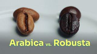 Kaffee Arabica und Robusta: Die wesentlichen Unterschiede