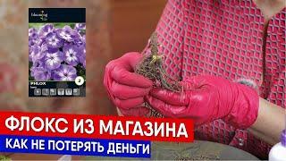 Флокс из магазина - как не потерять деньги