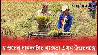 হাওরের ধানকাটার ব্যস্ততা এখন উত্তরবঙ্গে । Khobor Sangjog