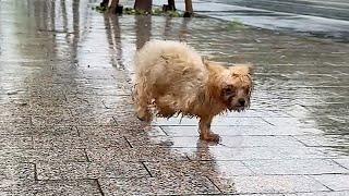 A disabled puppy was found while peeing in roadside grass,it's very anxious and clingy after rescued