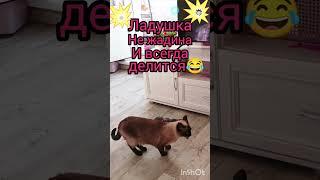 Ладушканежадина #catsvidio #видосыоткота #котики #веселыекоты #cat #прикольныекоты #красивая кошка
