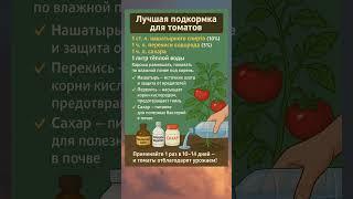 Лучшая подкормка для томатов