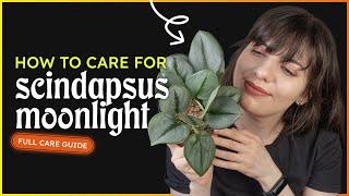 Scindapsus Moonlight Care (Sterling Silver Scindapsus)