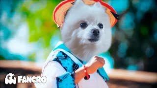 Movimiento Naranja Remix HD - Cover Animales