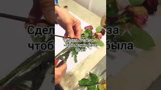 Советы агронома ‍ Как вырастить розу своими рукам из старого букета. Огород на подоконнике