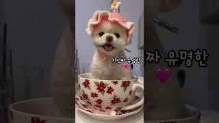 진짜 유명한 컵사이즈 강아지 #샤샤의하루#cutedog #dogshorts #pets #포메라니안