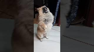 Посмотрите что вытворяет Шпиц