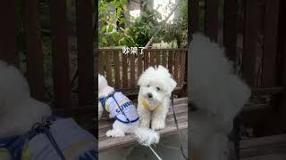 像情侶一樣 吵架了 怎麼辦#比熊 #寵物日記 #寵物狗狗精選 #petstory #pets