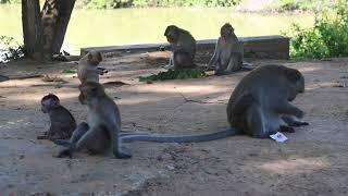 The image shows five monkeys on a dirt path under some trees  The monkeys are brown and grey