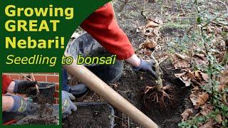 Develop great nebari growing bonsai from seed